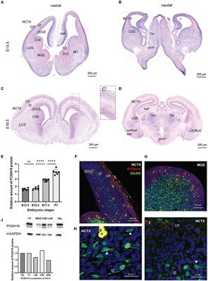 Modifying PCDH19 levels affects cortical interneuron migration